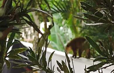 Imagem 7: Casa Condomínio - Vista Linda - Bertioga - Residencial Condomínio Hanga...