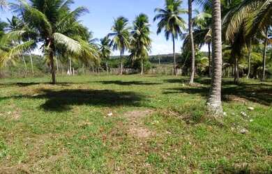 Imagem: Conde, bahia, litoral norte 190 tarefas 2000 coqueiros