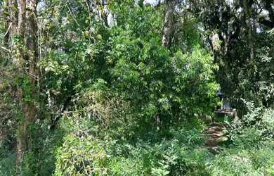 Imagem 5: Terreno em Condomínio - Bairro Pinheiro Grosso