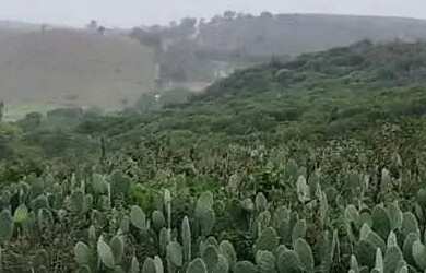 Imagem 6: Sítio localizado no Municípo Sítio do Quinto/BA