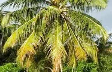 Imagem: O terreno possui 42.000m² de Área e está localizado em Barra