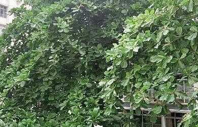 Imagem 10: Copacabana 1 quarto - Apartamento para aluguel - 5493