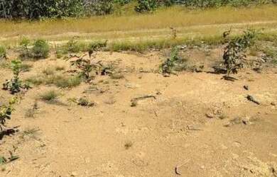 Imagem: A fazenda está localizado em Cristalândia, TO à venda por