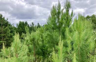 Imagem 8: Terreno - Bairro Dutra. 450m² de Área