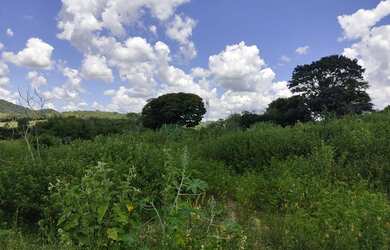Imagem 2: Fazenda Fazendinha 19 Hectares, 16 Hectares. FLORESTA MG
