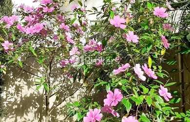 Imagem 6: Apartamento garden com 3 quartos à venda, 200m² - Alto da Boa Vista