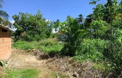 Imagem 3: Incrível terreno em Tatuamunha santuario do Peixe Boi