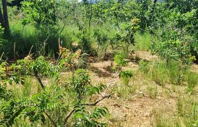 Imagem 9: Sitio 22 hectares valor 195.000