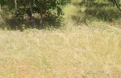 Imagem 13: Fazenda de 96,80 hectares - Município de Flores Goiás