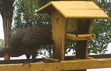 Imagem 15: Lotes URBANOS para venda tem 1800 metros quadrados em Zona URBANA - Capitólio - MG
