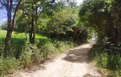 Imagem 12: Fazenda Fazendinha 19 Hectares, 16 Hectares. FLORESTA MG