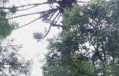 Imagem 9: Sítio em Igrejinha RS. 5.000m² de Área