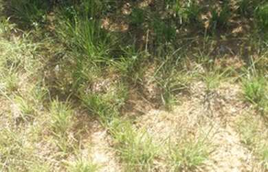 Imagem 5: Fazenda de 96,80 hectares - Município de Flores Goiás