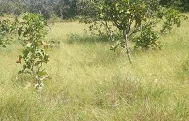 Imagem 8: Fazenda de 96,80 hectares - Município de Flores Goiás