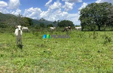 Imagem 14: FAZENDA À VENDA - 190 HECTARES - BURITIS MG