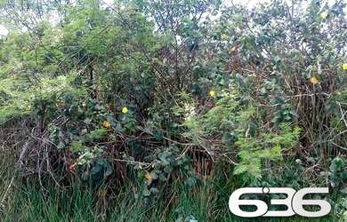 Imagem 6: Terreno Balneário Barra do Sul Pinheiros