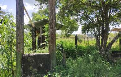 Imagem 6: Fazenda Fazendinha 19 Hectares, 16 Hectares. FLORESTA MG