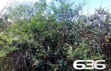 Imagem 7: Terreno Balneário Barra do Sul Pinheiros