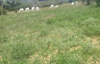 Imagem 15: Fazenda de 96,80 hectares - Município de Flores Goiás