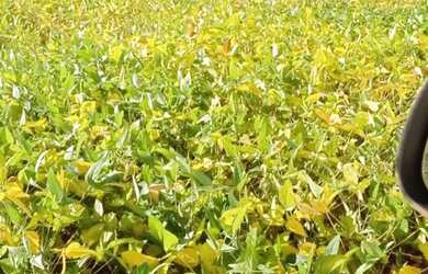 Imagem 3: Fazenda de arrendamento 1.200hec plantando em Aporé Goiás