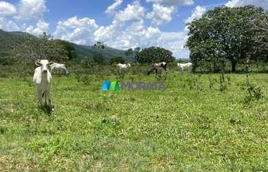 Imagem 12: FAZENDA À VENDA - 190 HECTARES - BURITIS MG