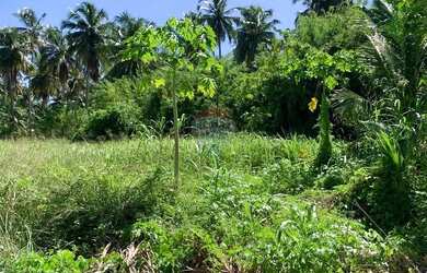 Imagem 4: Incrível terreno em Tatuamunha santuario do Peixe Boi