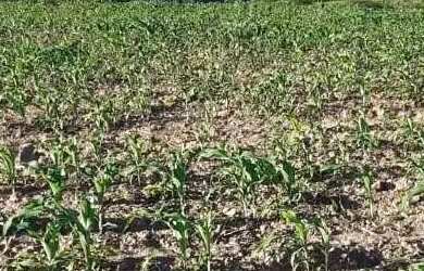 Imagem 4: Sítio localizado no Municípo Sítio do Quinto/BA