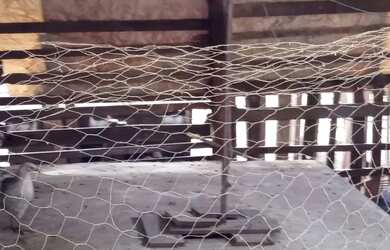 Imagem 10: Vende-se uma chácara. 3.000m² de Área