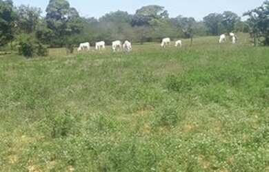 Imagem 14: Fazenda de 96,80 hectares - Município de Flores Goiás