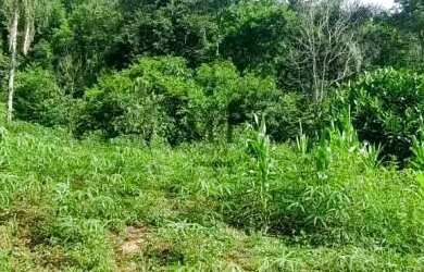 Imagem 6: Sítio bairro São Jacó, Nova Petrópolis.RS Ref. 159