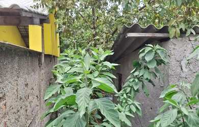 Imagem 3: ótimo lote de terreno. 250m² de Área