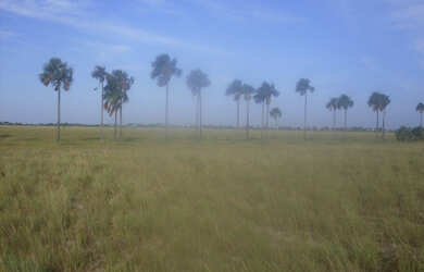 Imagem: O terreno possui 77.900m² de Área e está localizado em Centro