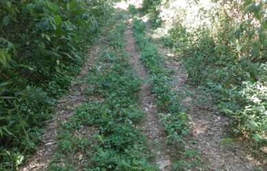 Imagem 13: Linda Fazenda para venda - 25 Alqueires - Lambari - Gonçalves - MG