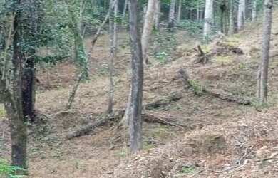 Imagem: O terreno está localizado em Centro, Araguari à venda por