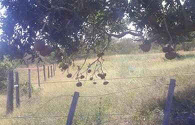 Imagem 6: Fazenda de 96,80 hectares - Município de Flores Goiás