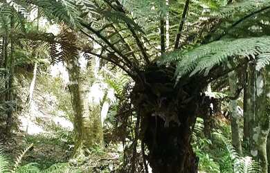 Imagem 7: Sítio em Igrejinha RS. 5.000m² de Área