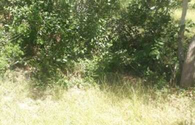 Imagem 11: Fazenda de 96,80 hectares - Município de Flores Goiás