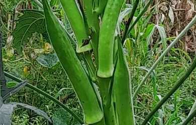 Imagem: A chácara possui 3.000m² de Área e está localizado em Tanguá