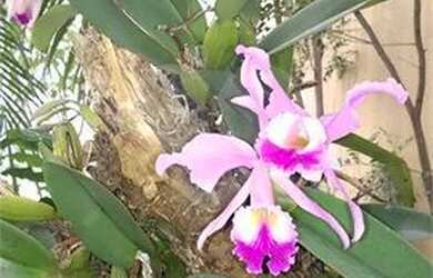 Imagem 5: Sobrado Planalto Paulista