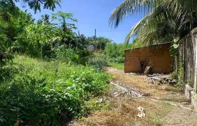 Imagem 7: Incrível terreno em Tatuamunha santuario do Peixe Boi