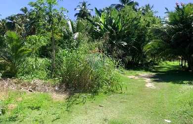 Imagem 13: Incrível terreno em Tatuamunha santuario do Peixe Boi