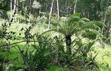 Imagem 8: Sítio em Igrejinha RS. 5.000m² de Área