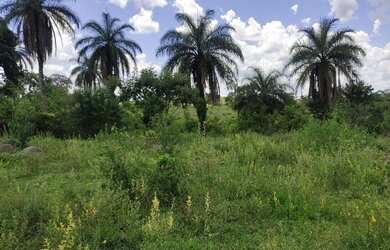 Imagem 1: Fazenda Fazendinha 19 Hectares, 16 Hectares. FLORESTA MG