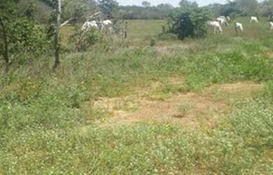 Imagem 12: Fazenda de 96,80 hectares - Município de Flores Goiás