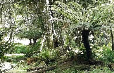 Imagem 4: Sítio em Igrejinha RS. 5.000m² de Área