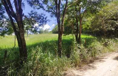 Imagem 11: Fazenda Fazendinha 19 Hectares, 16 Hectares. FLORESTA MG