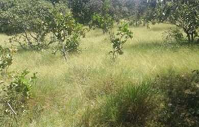 Imagem 10: Fazenda de 96,80 hectares - Município de Flores Goiás