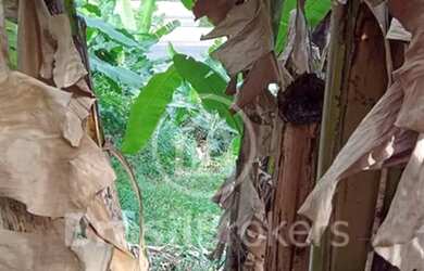 Imagem 9: Terreno Residencial - Freguesia (Jacarepaguá