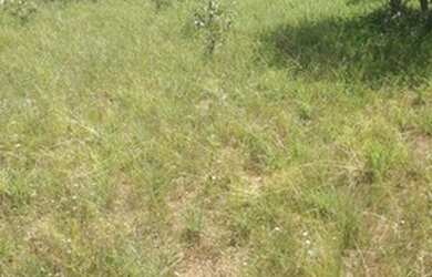 Imagem 9: Fazenda de 96,80 hectares - Município de Flores Goiás