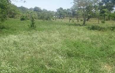 Imagem 16: Fazenda de 96,80 hectares - Município de Flores Goiás